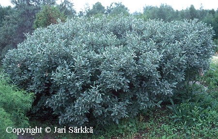 Salix lapponum